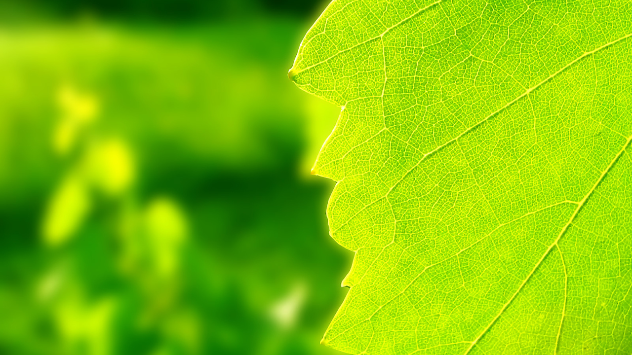 Windows Vista - обои на рабочий стол