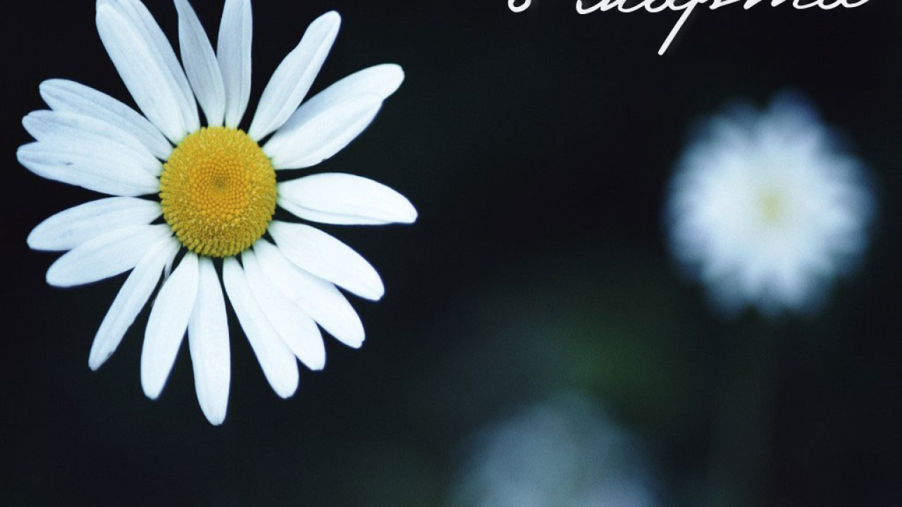 Ромашка 8 марта