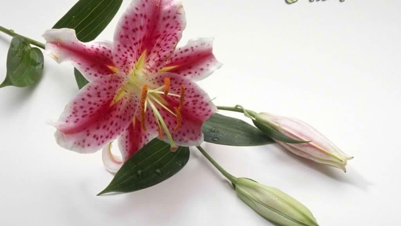 Восьмое марта