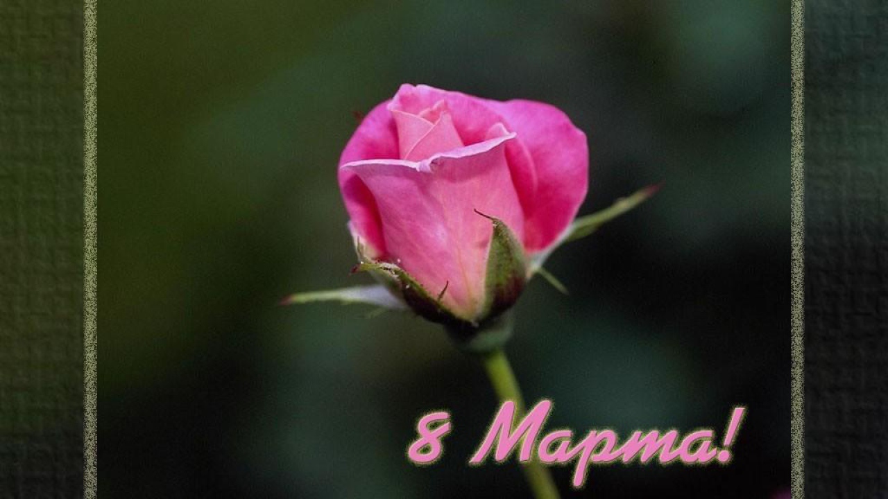 Цветок 8 Марта