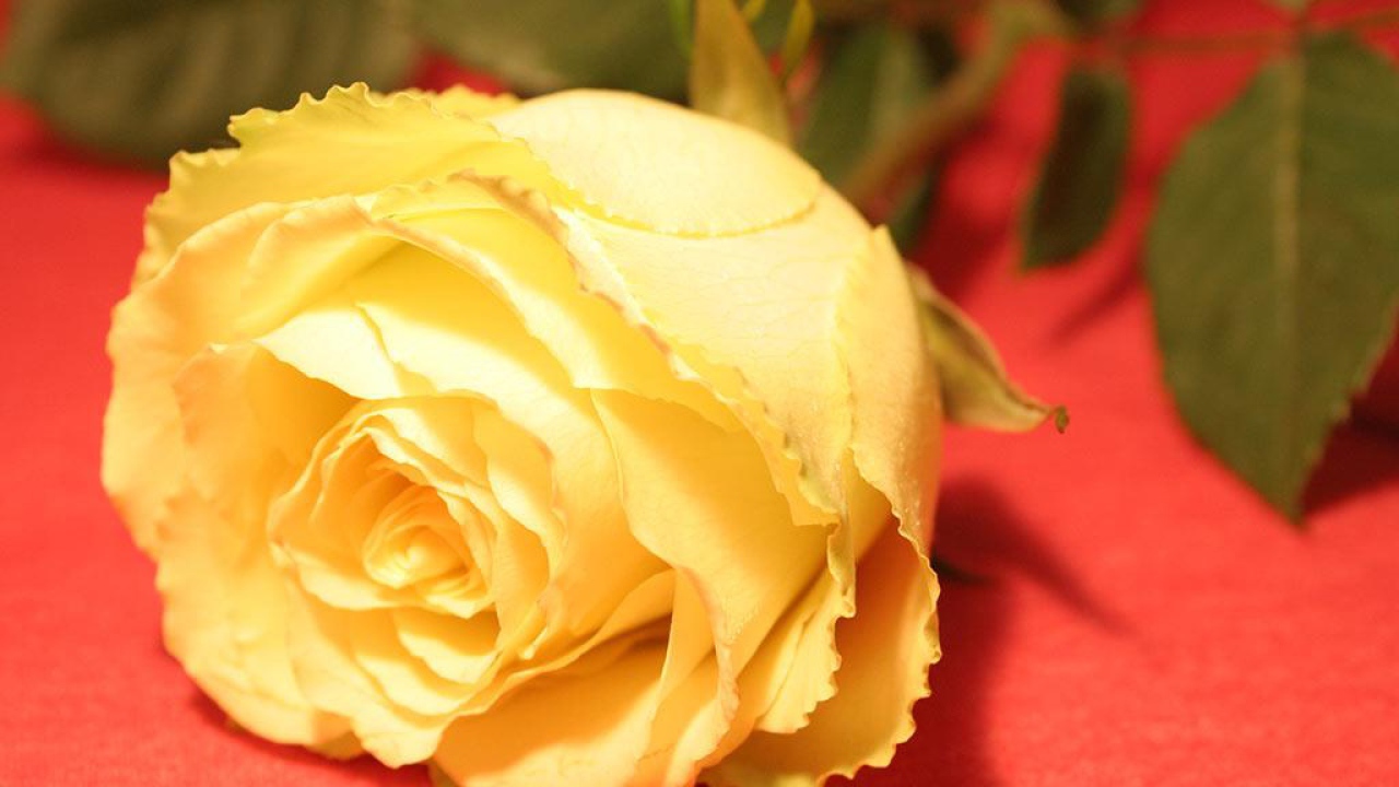 Цветок на 8 марта