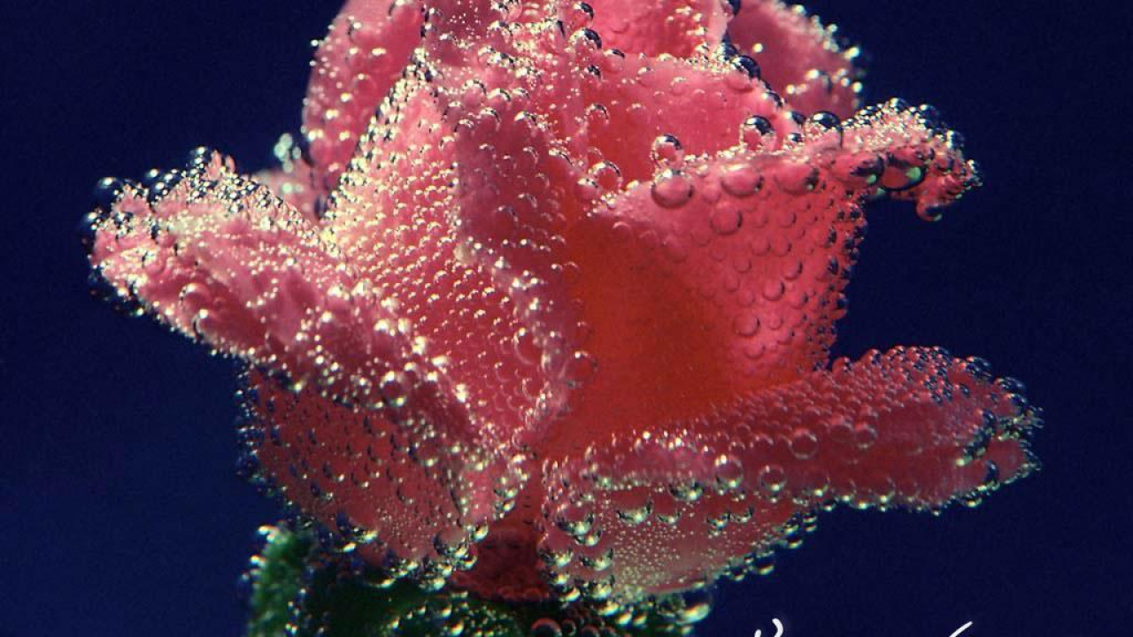 Цветок в подарок женщине