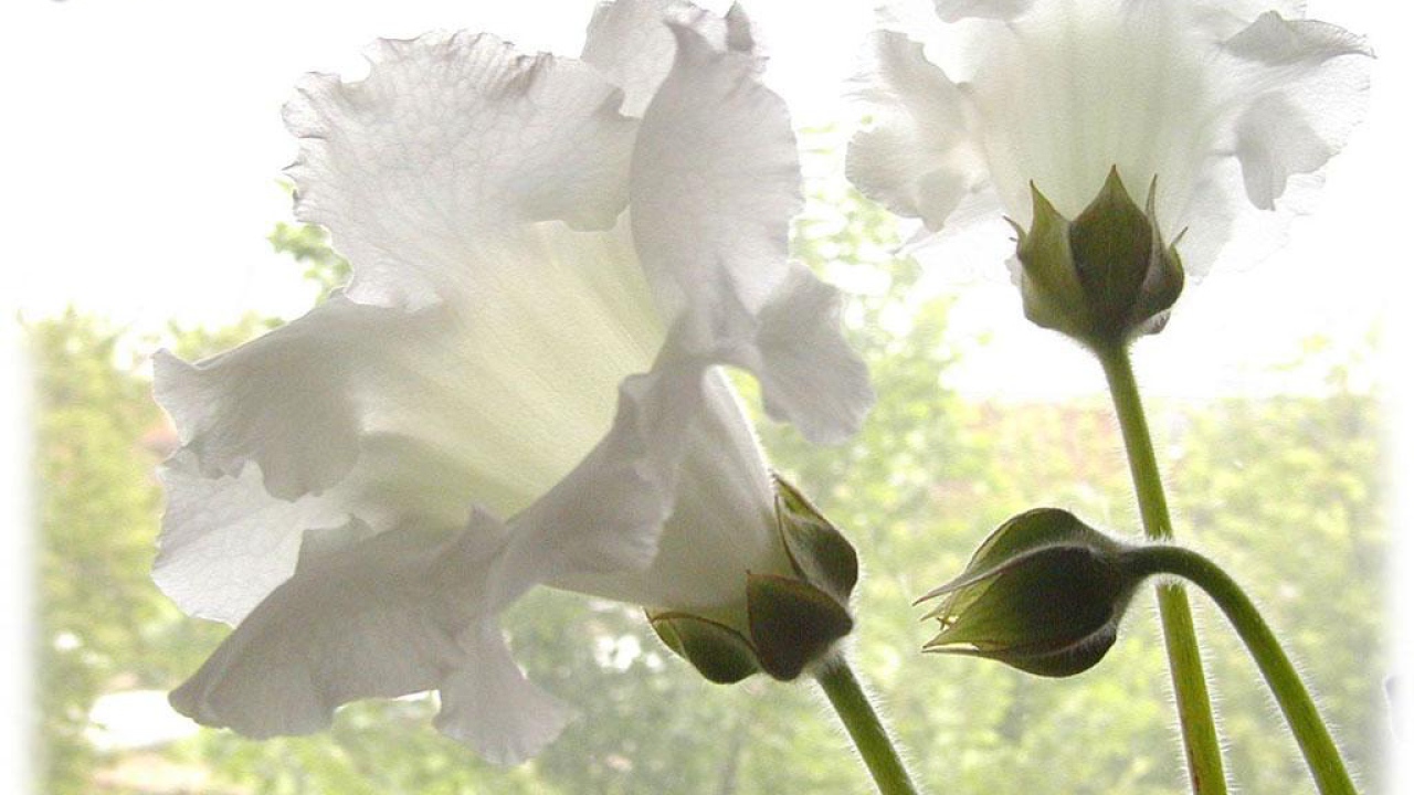 Картинка на 8 Марта