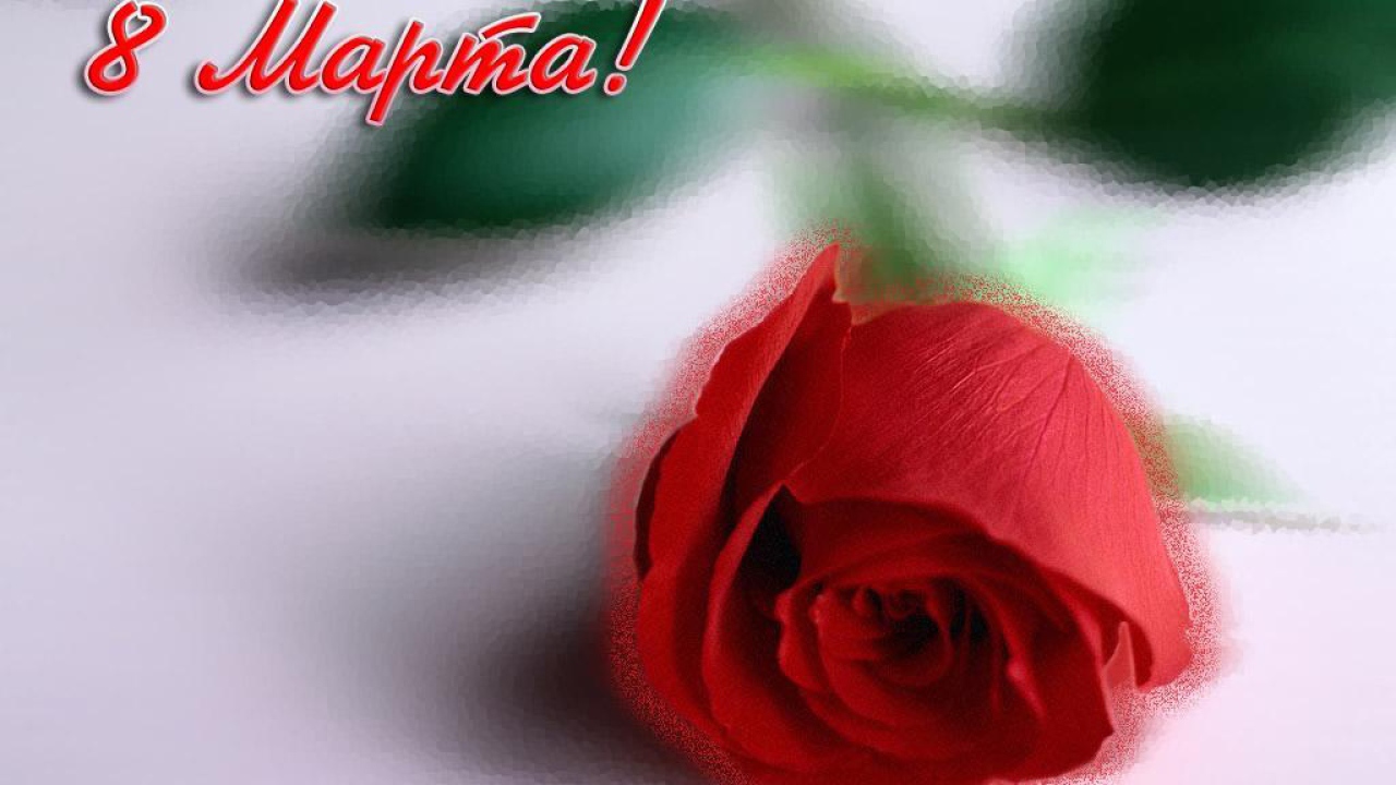 Красная роза