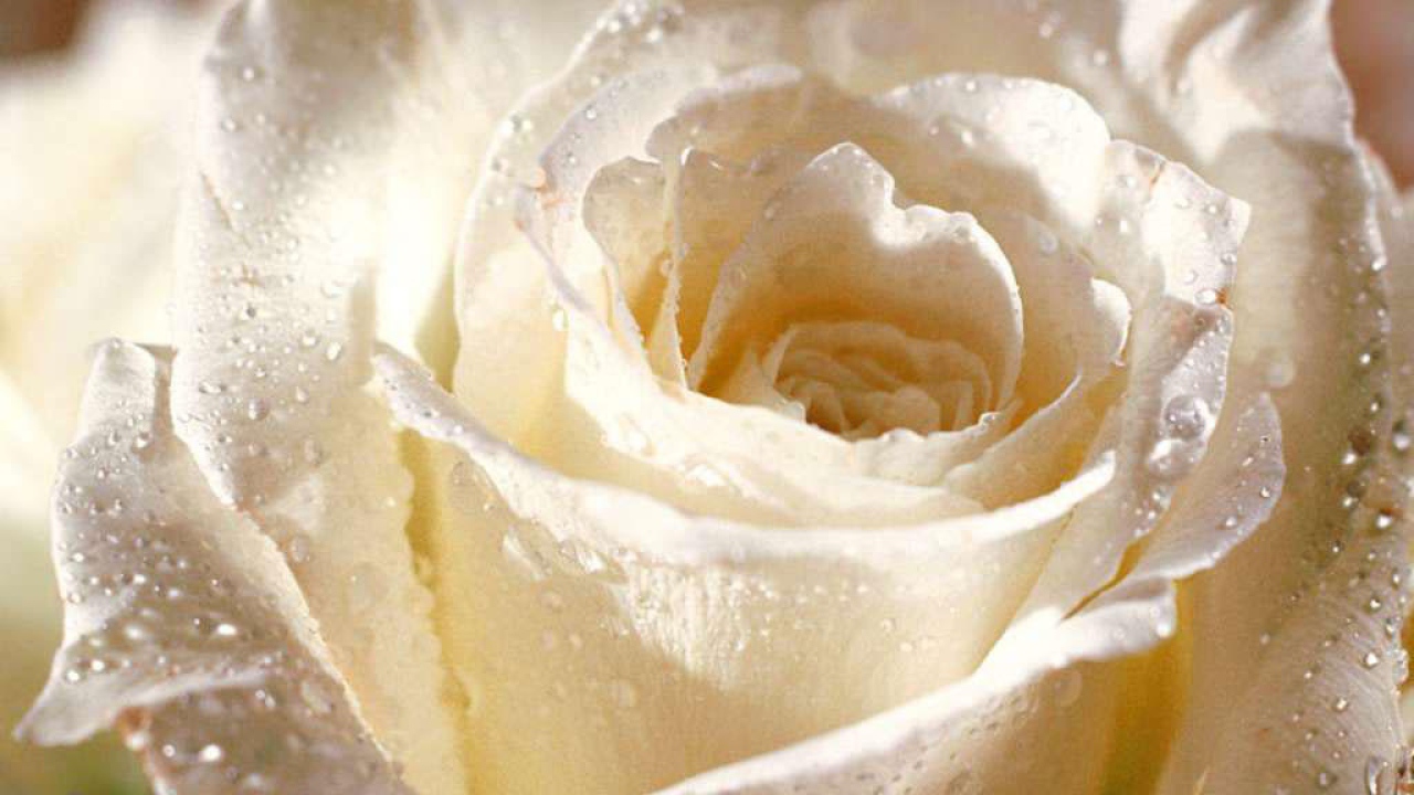 Роза 8 Марта