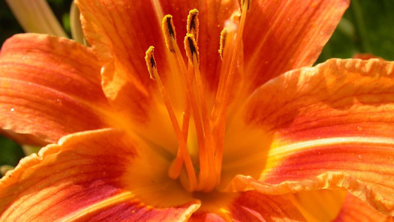 Женский день