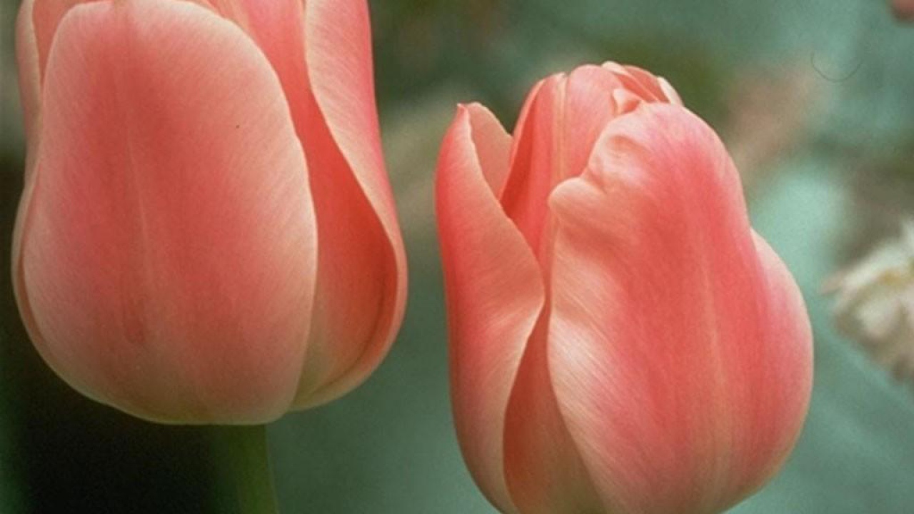 Два цветочка