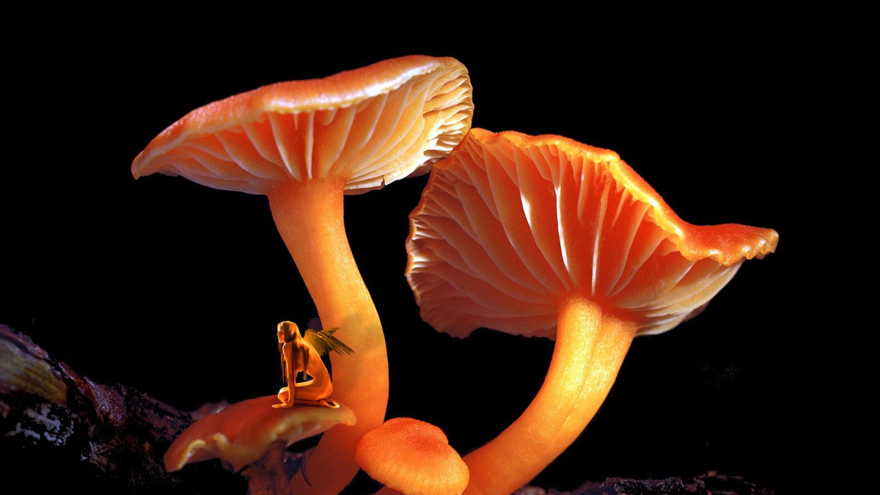 Грибной Эльф