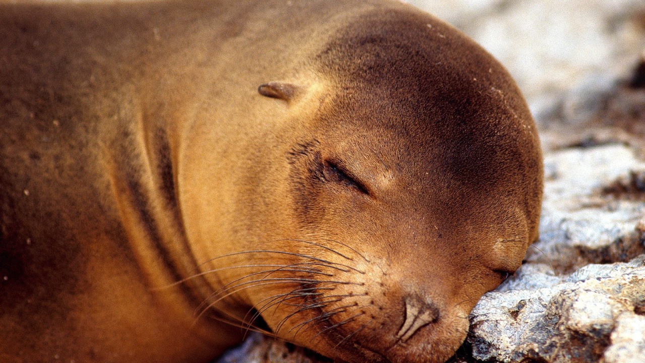 Морской котик