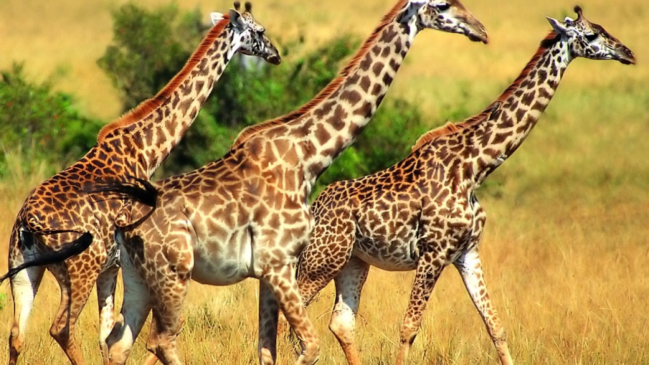 Трио жирафов