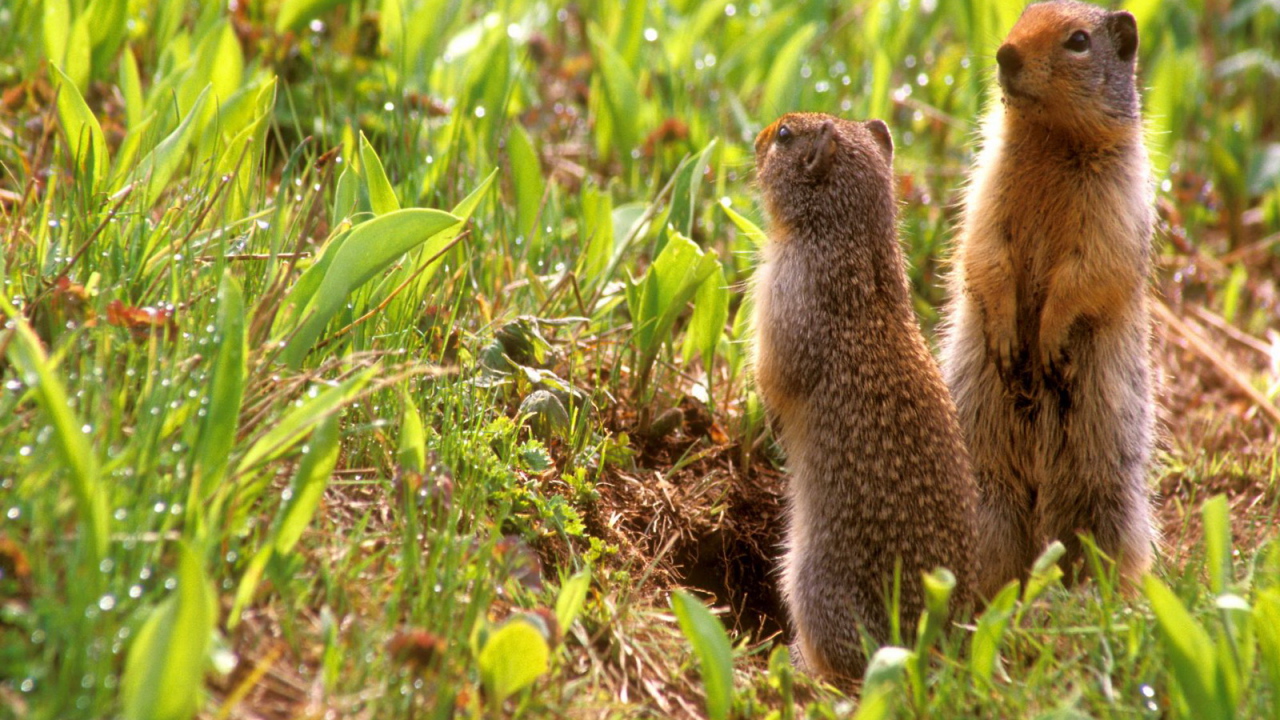 Зверьки на задних лапах