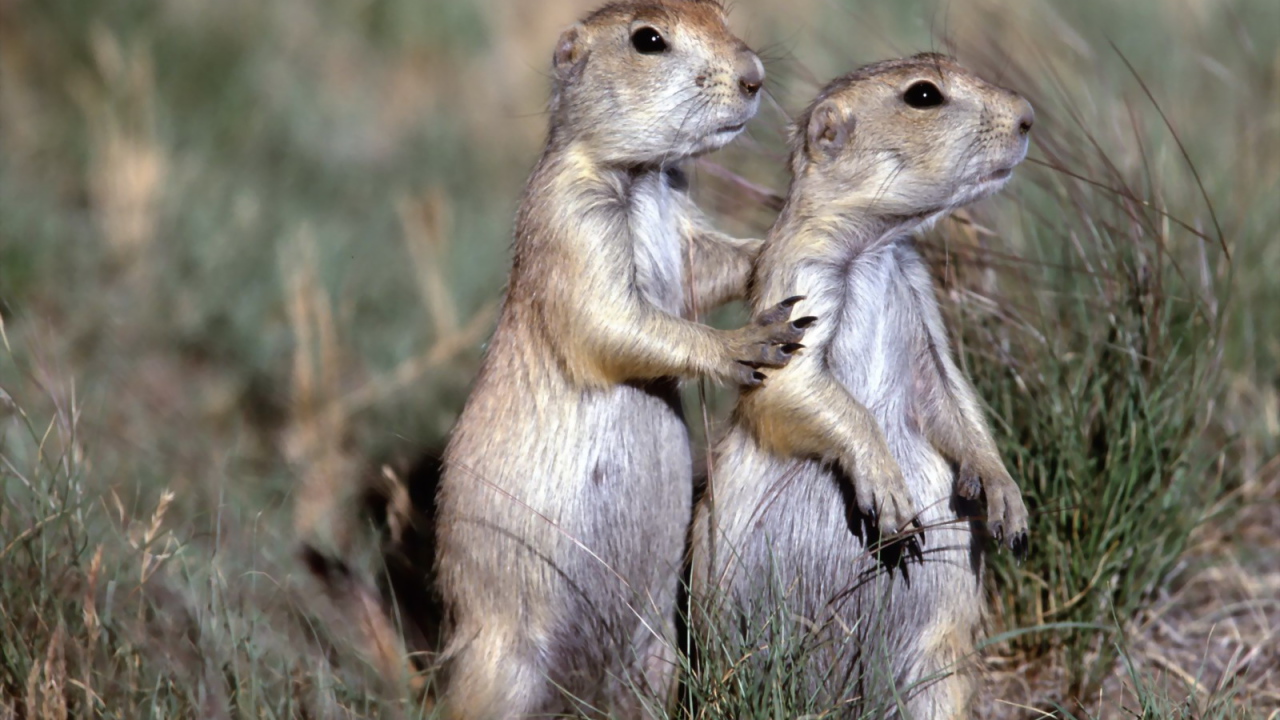 Два бурундука