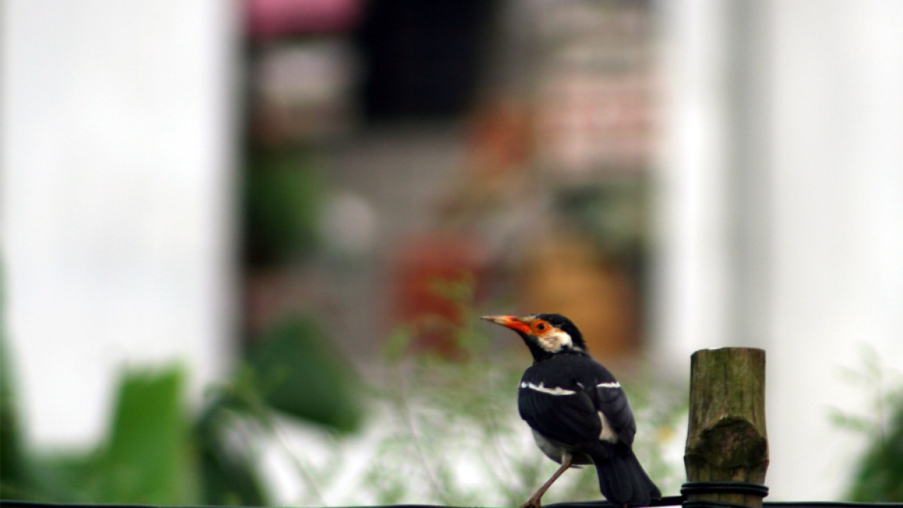 Птичка на проводе