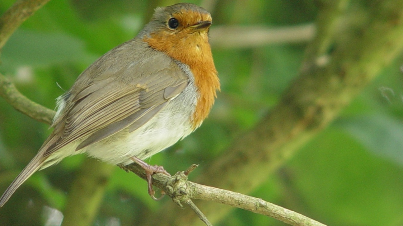 Осмотрительная птичка