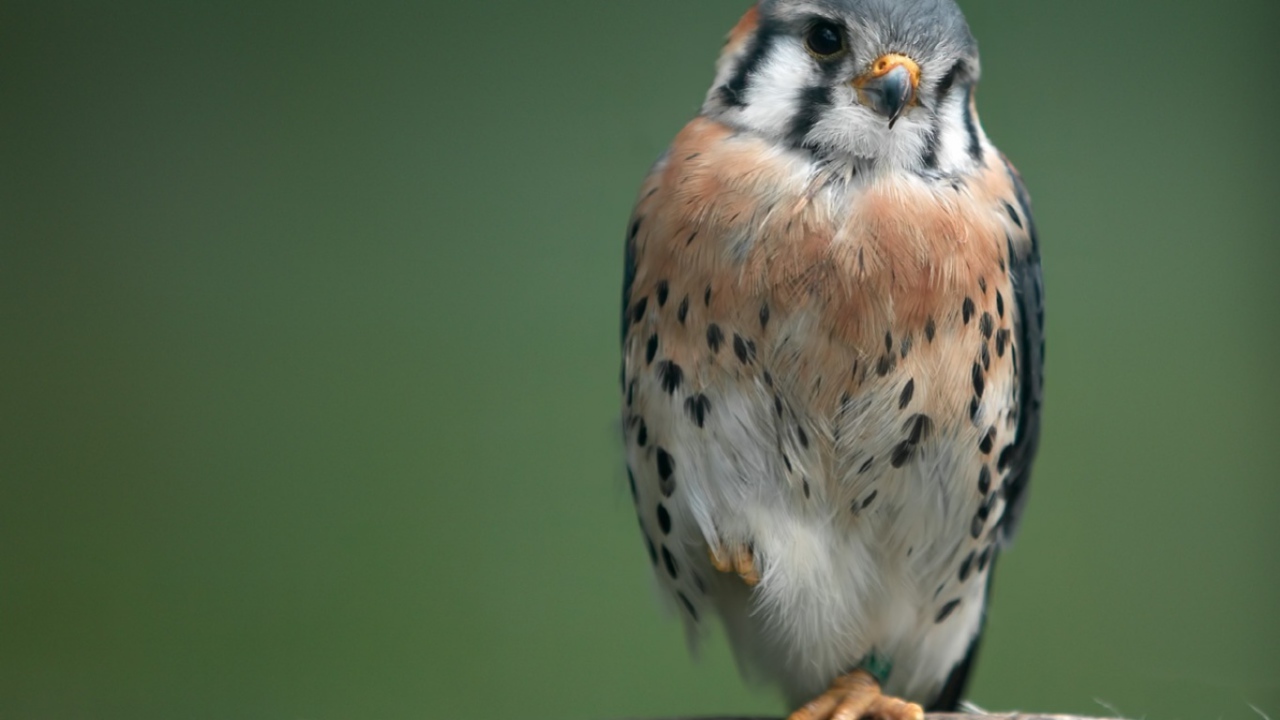 Маленький ястреб на ветке