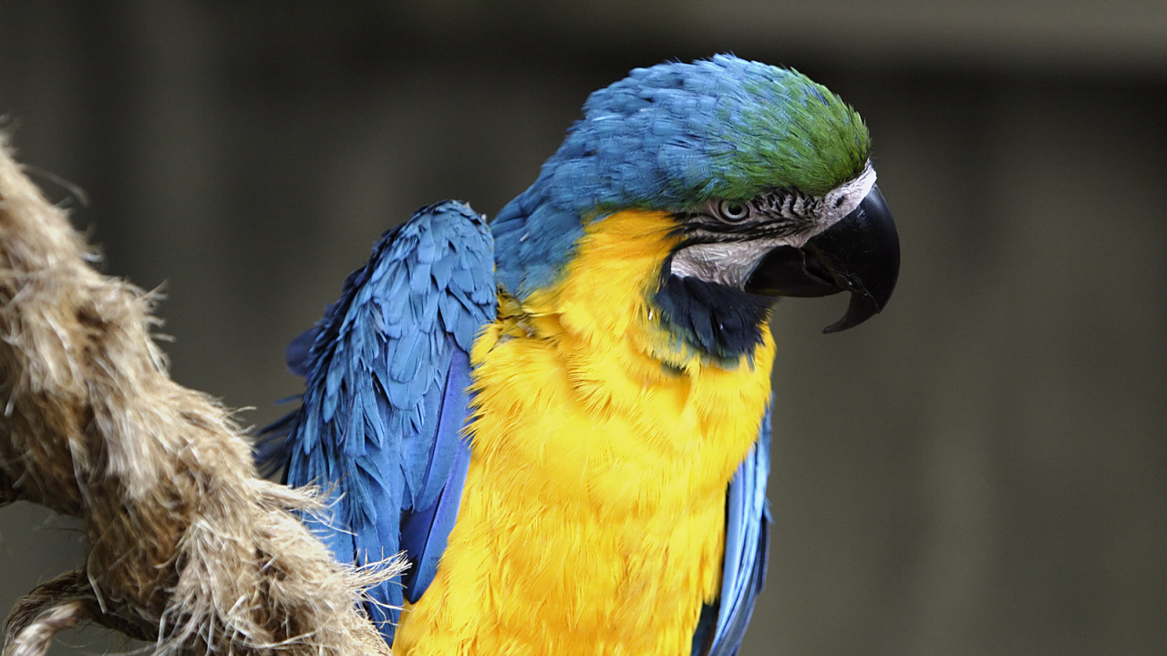 Норвежский голубой попугай