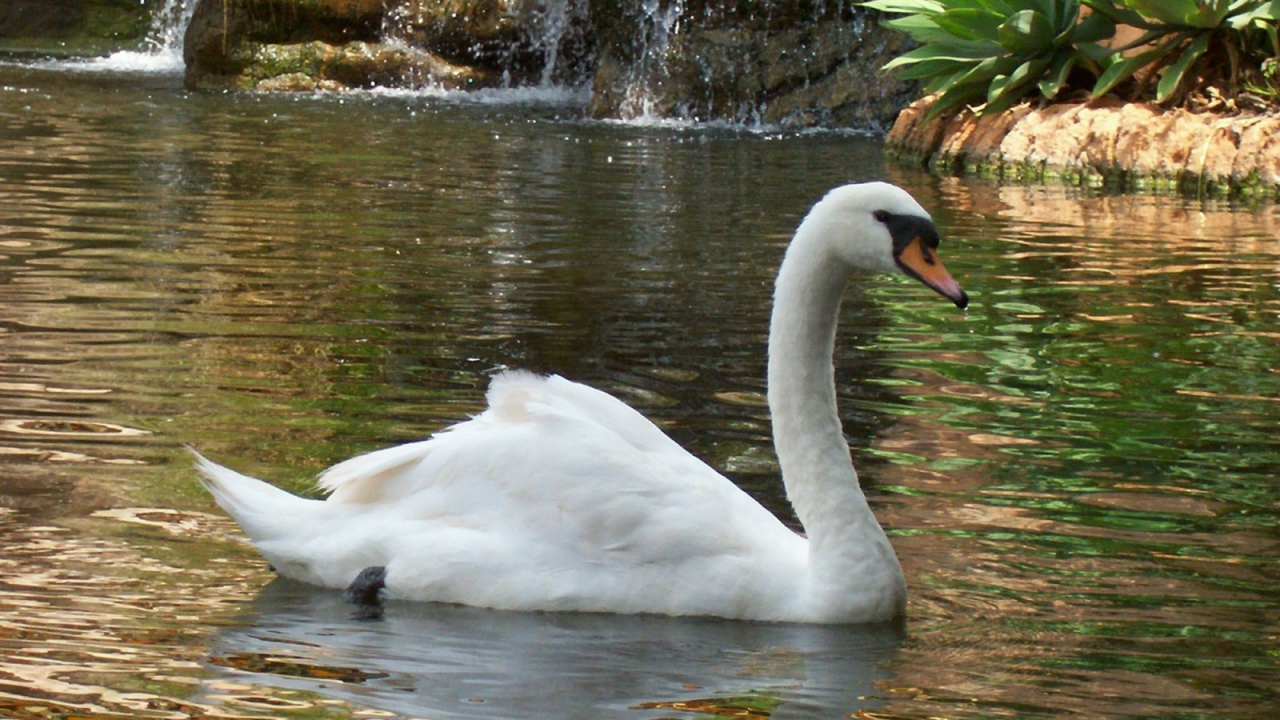 Лебедь в пруду