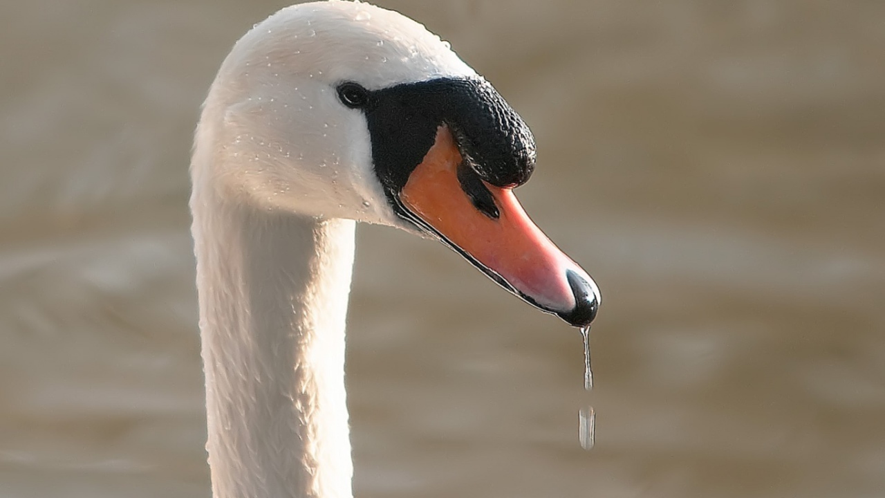 Лебедь в воде