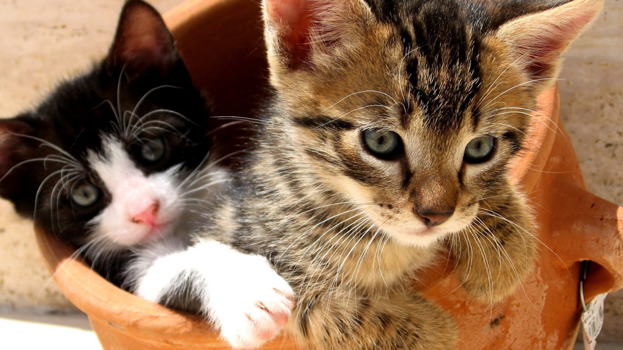 Симпатичные котята