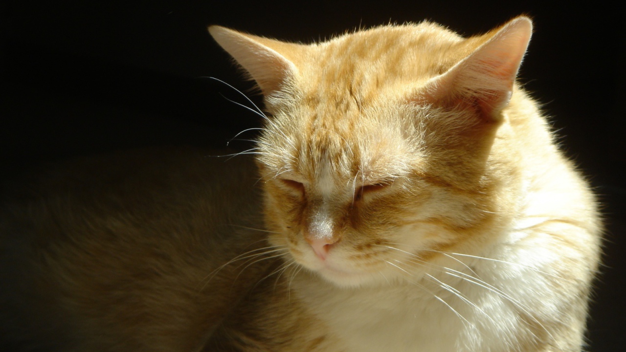 Нежные чувства