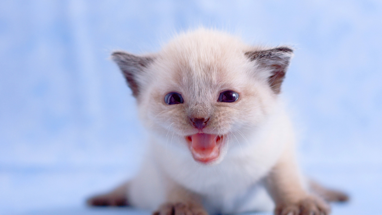 Маленький белый котенок