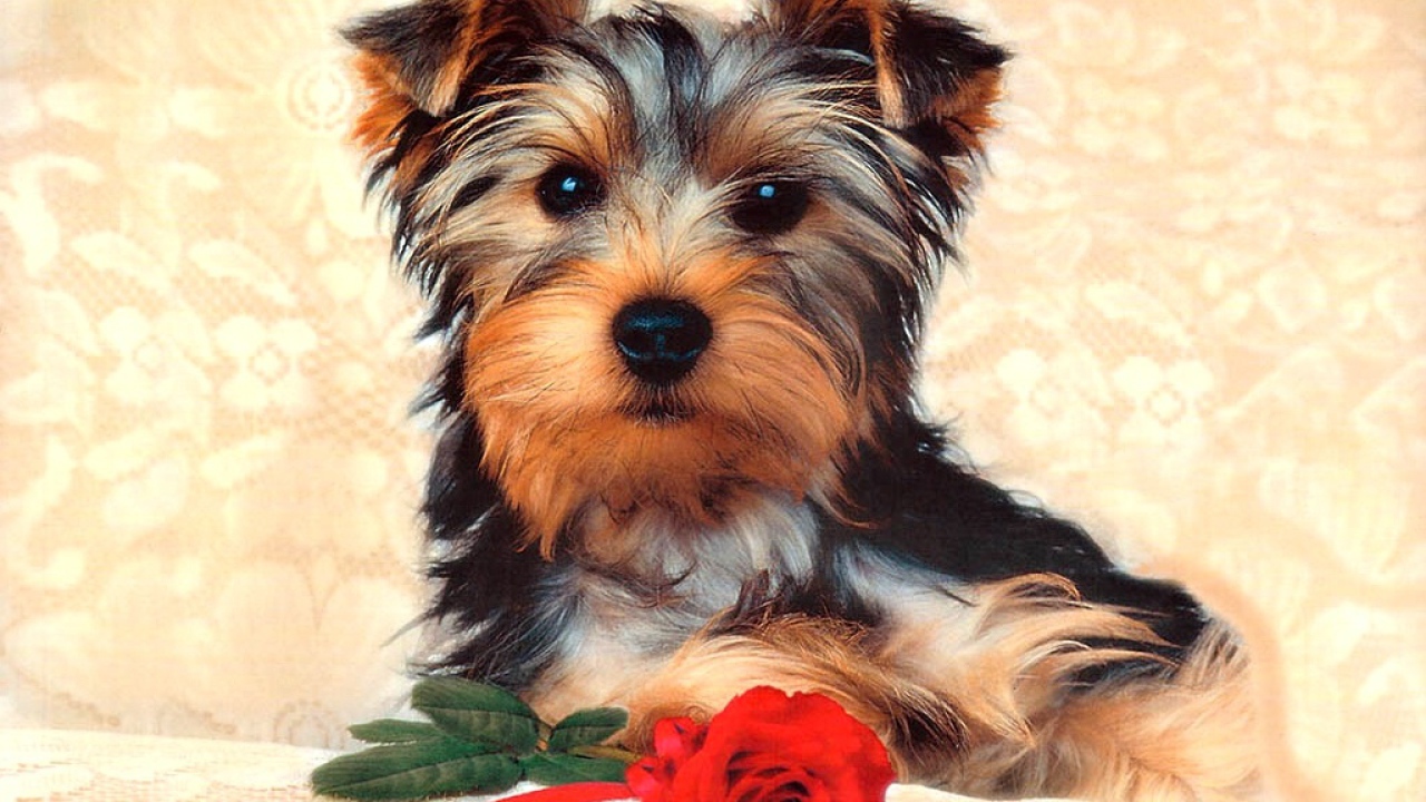 Симпатичная собачка