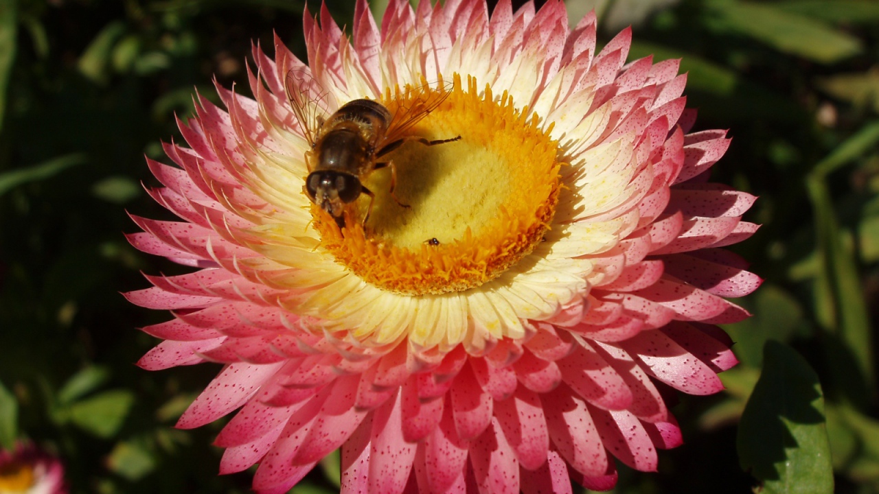 Пчелка и цветок