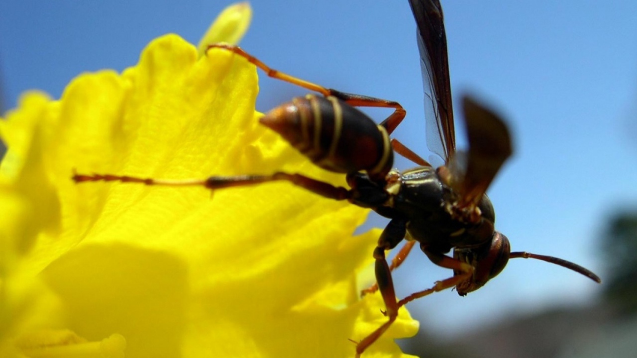Пчела на желтом цветке