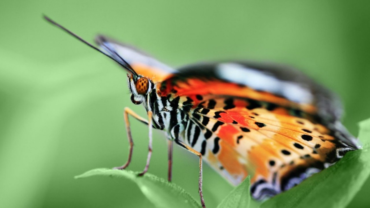 Бабочка на зеленом