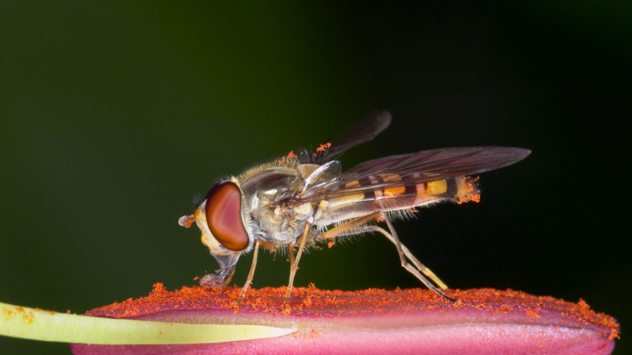 Насекомое на цветке