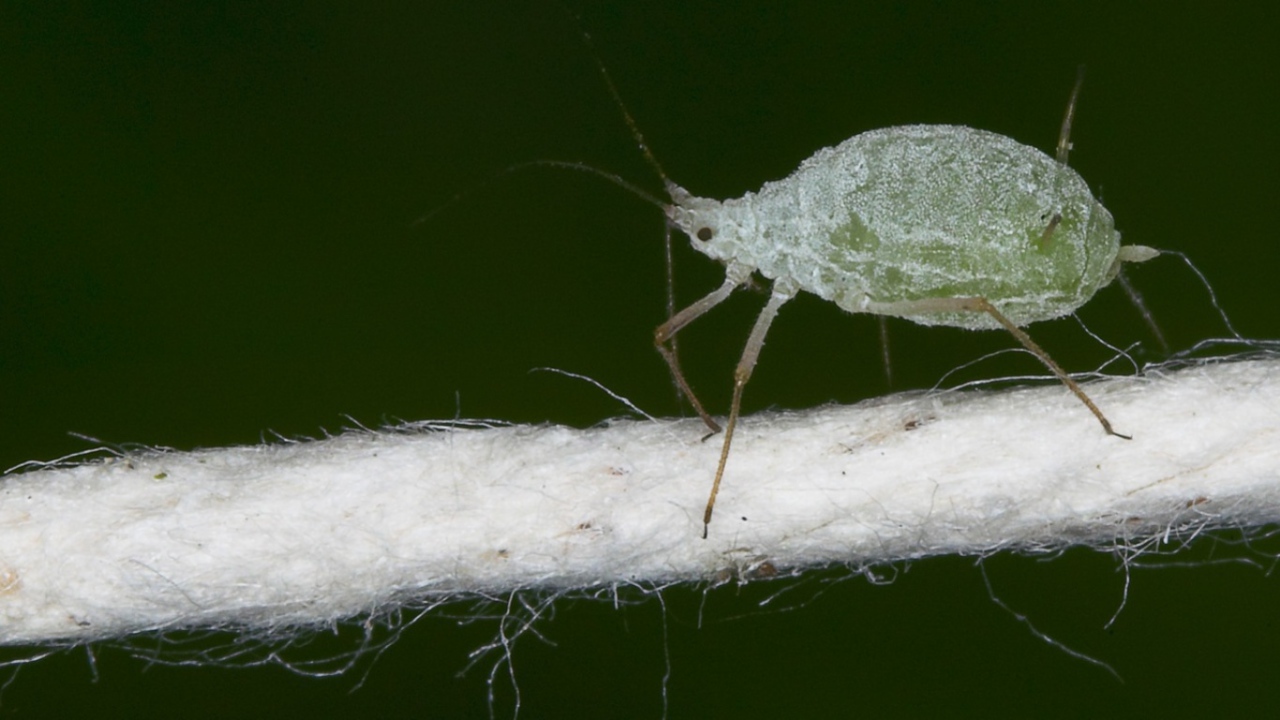 Микроскопический жучек