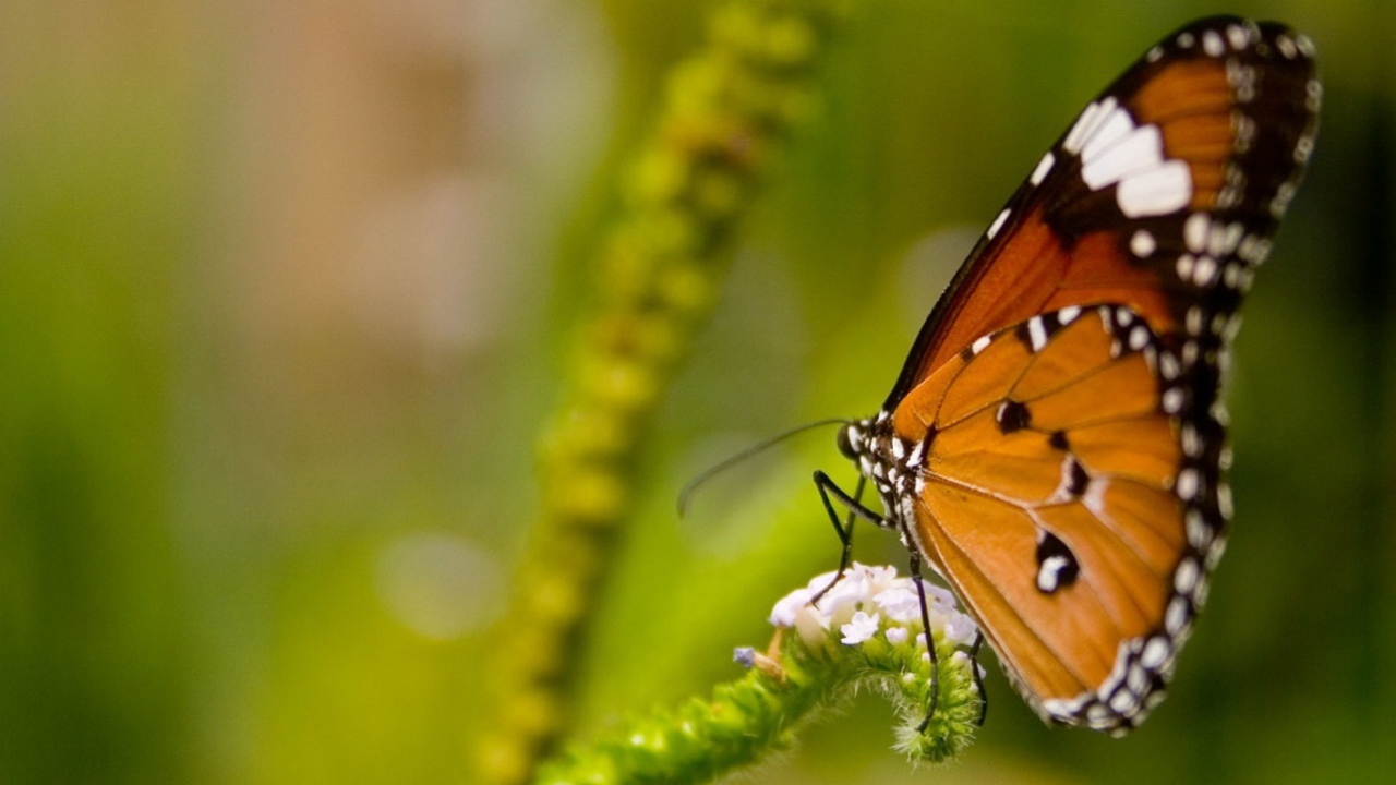 Оранжевая бабочка