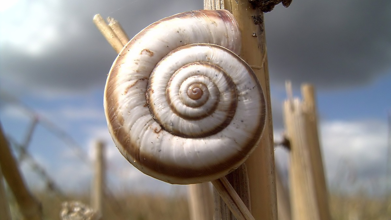 Улитка на колоске