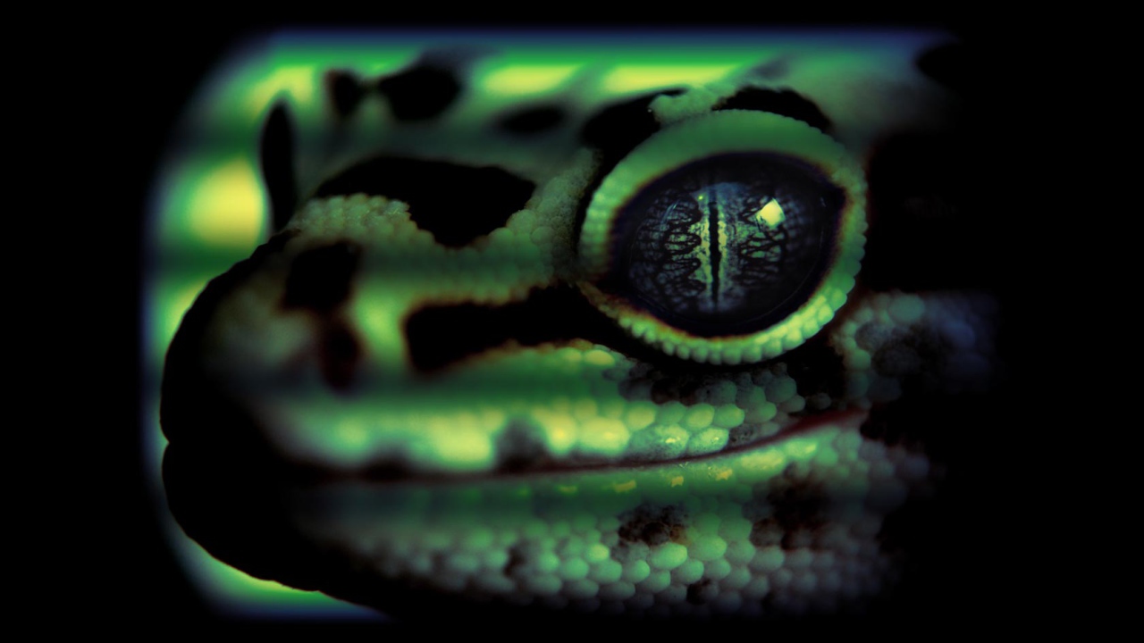 Змеиная голова