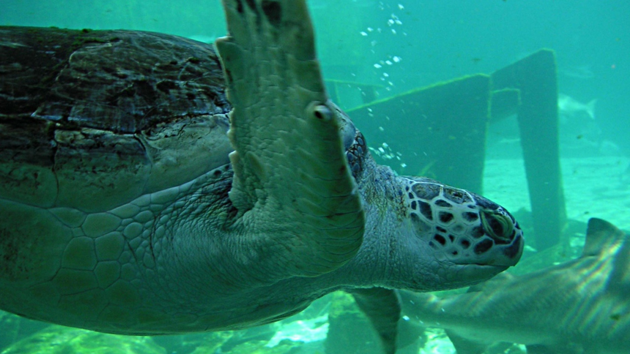 Swimming turtle
