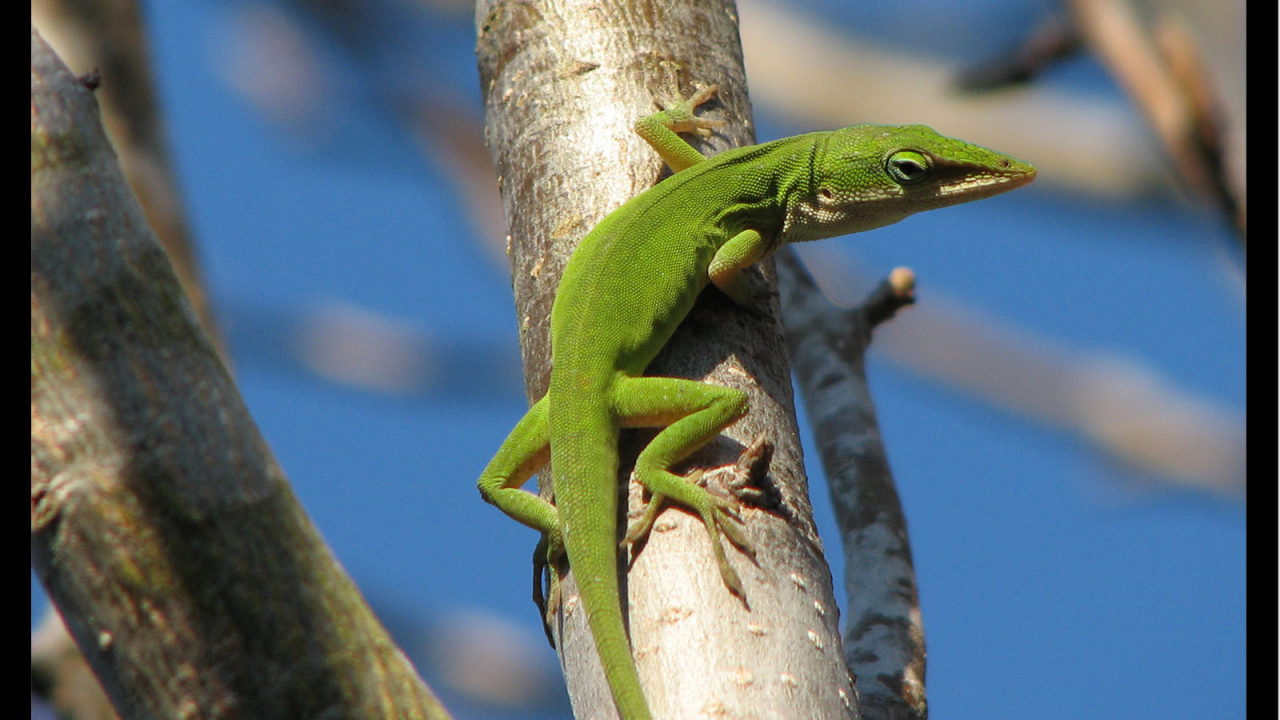 Зеленая ящерица