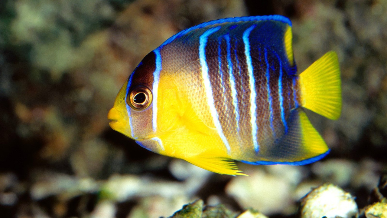 Голубая рыба ангел