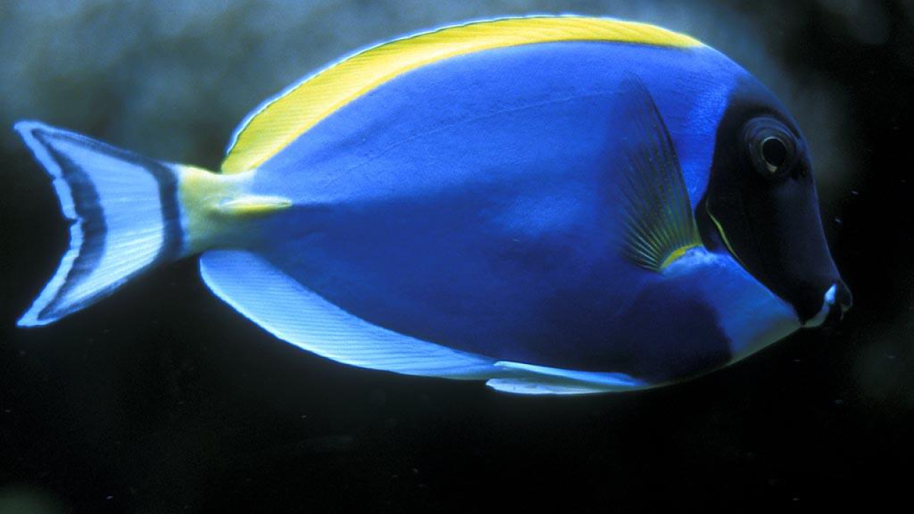 Голубая рыбка