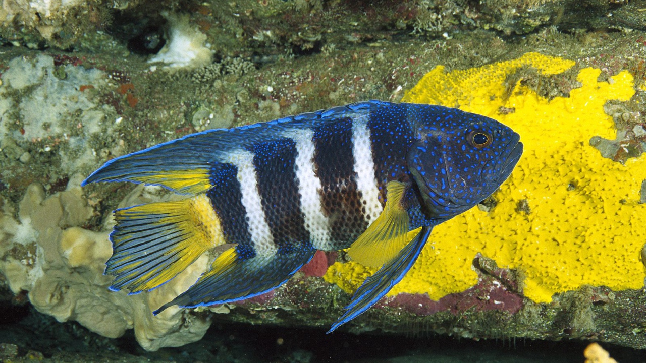 Восточный голубой дьявол