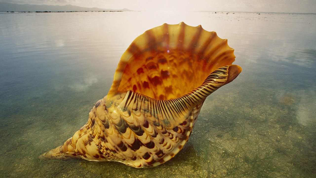 Морская раковина