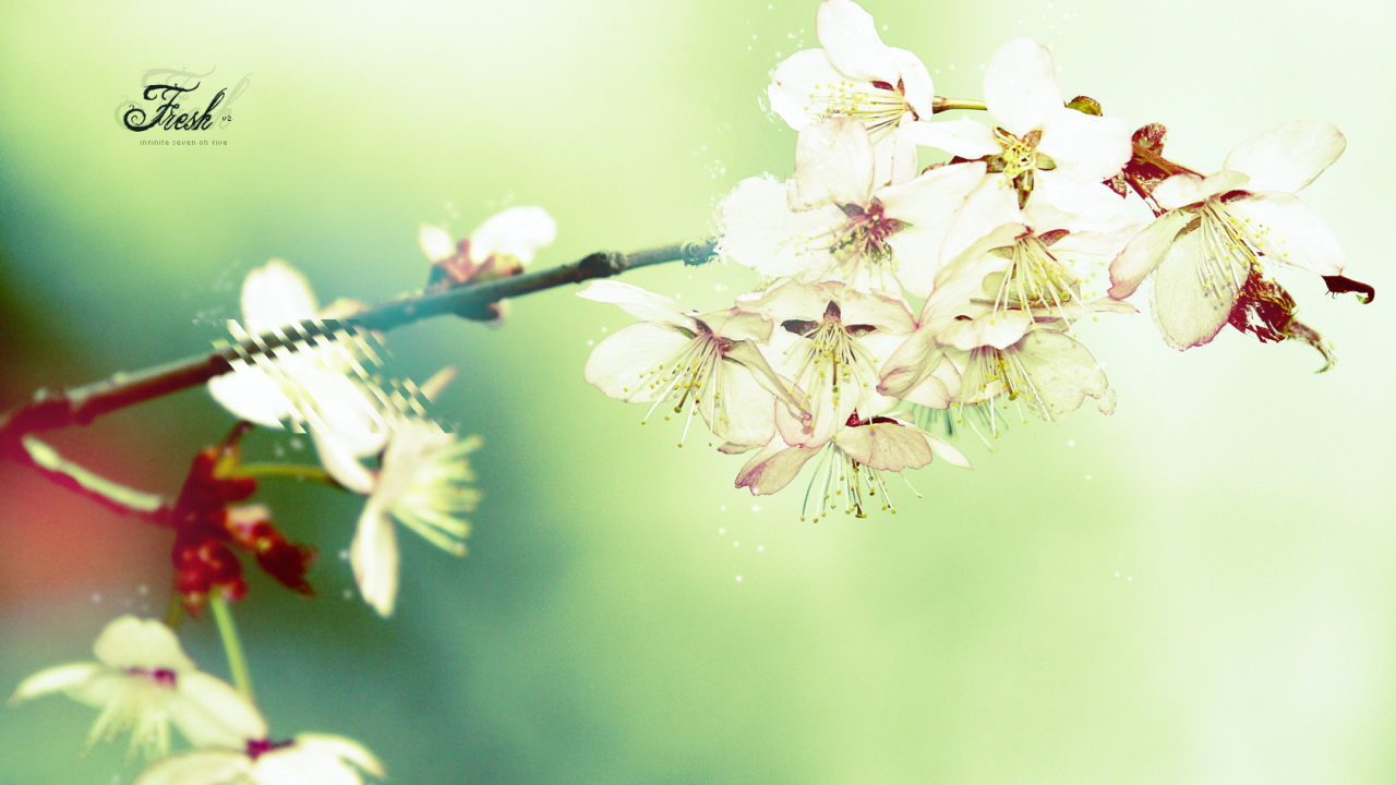 Цветущая вишня