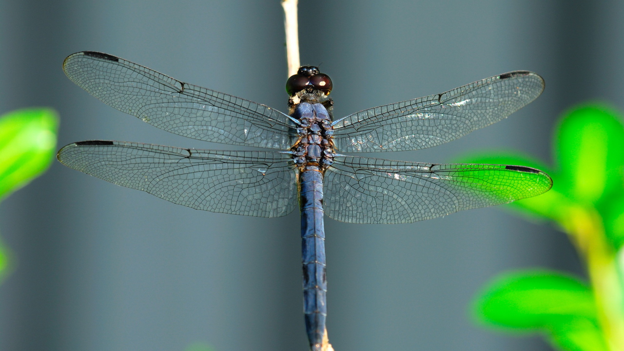 Стрекоза на травинке
