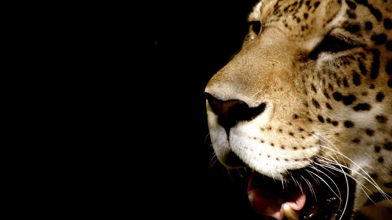 Морда леопарда