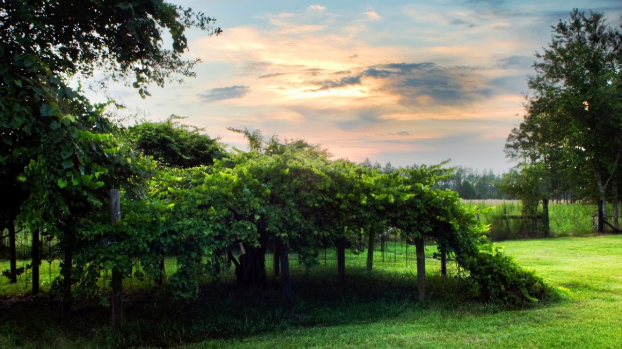 Виноградник