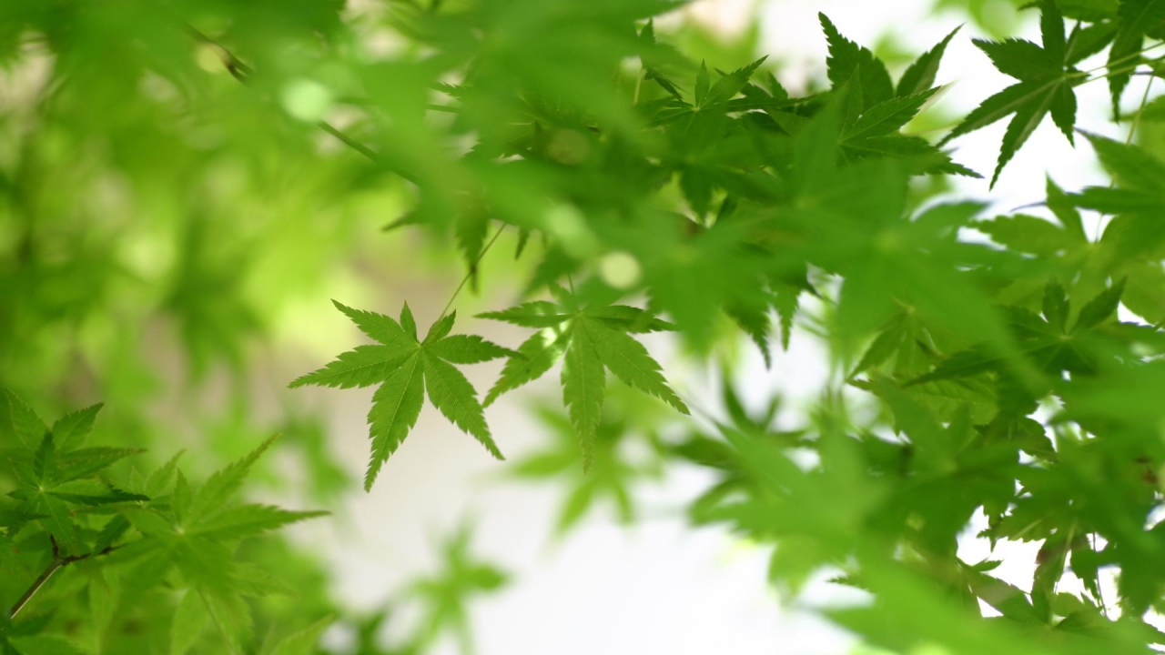 Зеленая листва