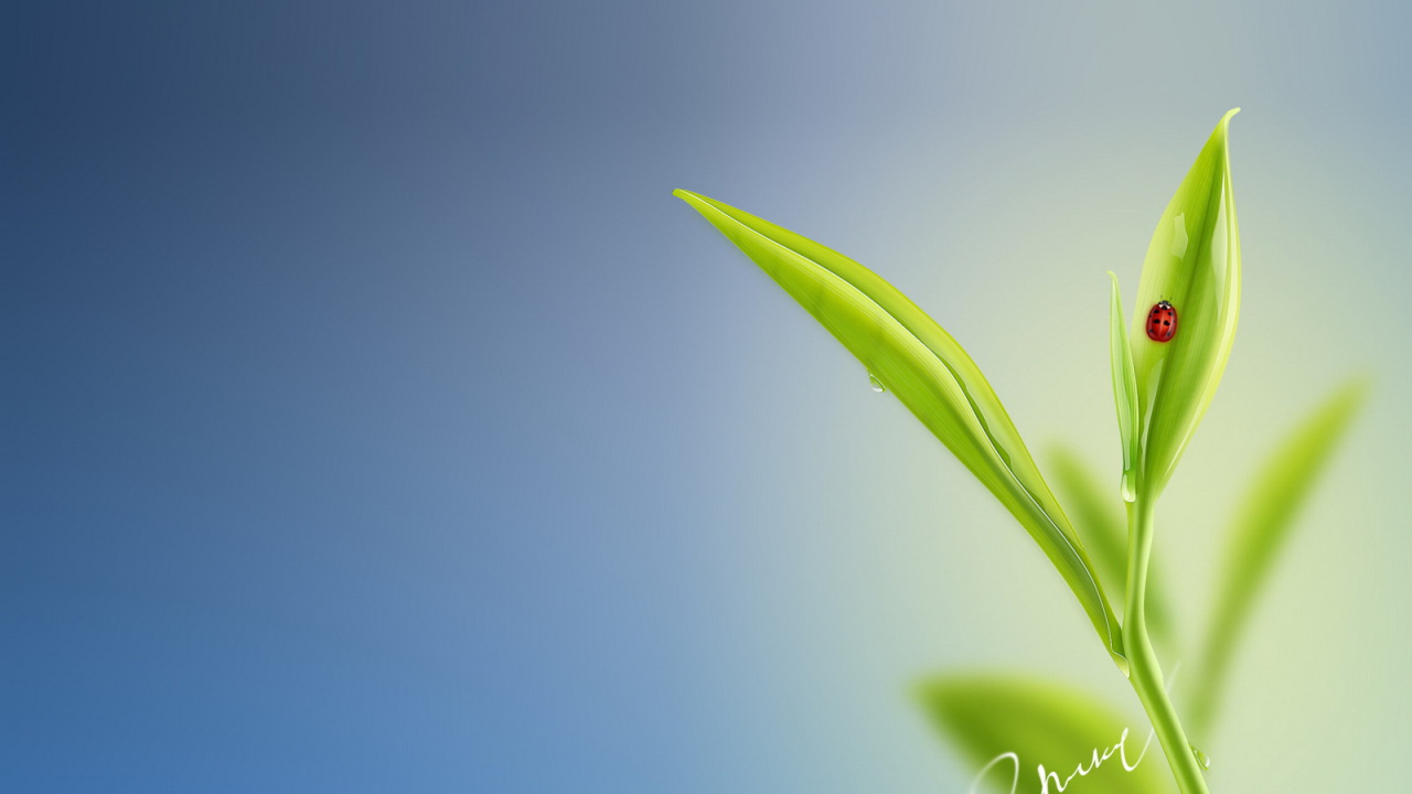 Божья коровка