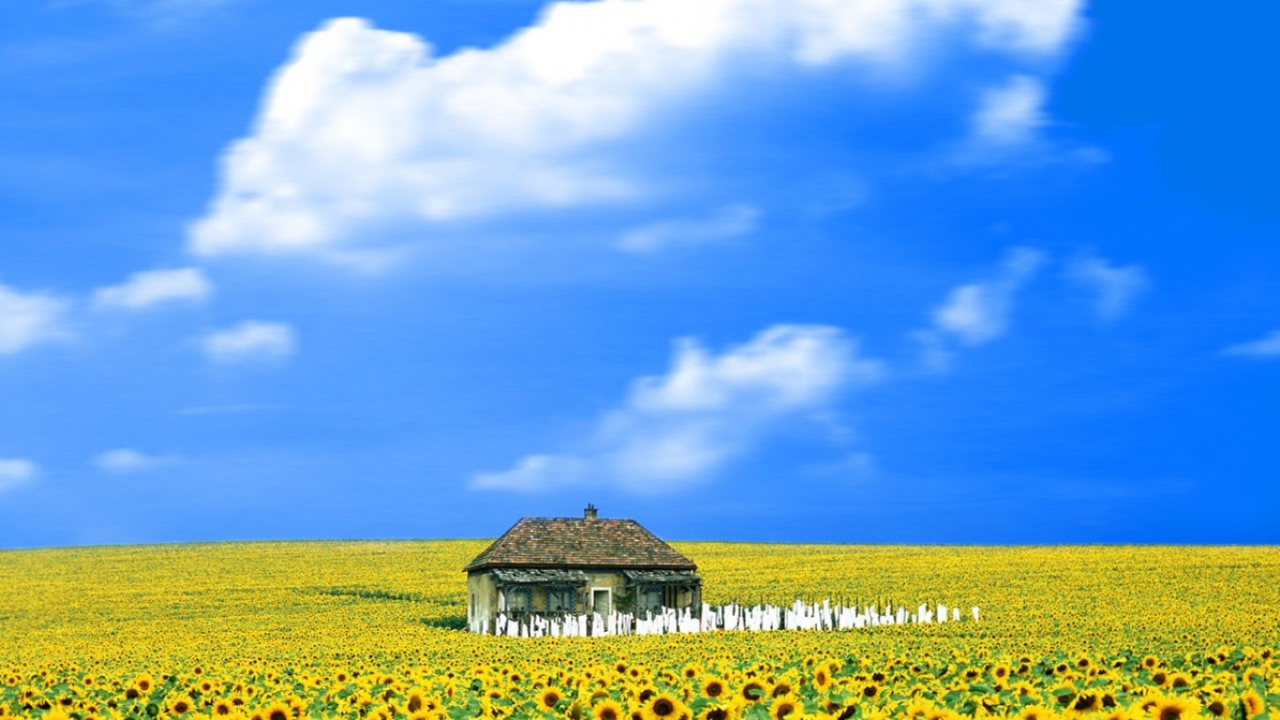 Свет вокруг / Everything Is Illuminated