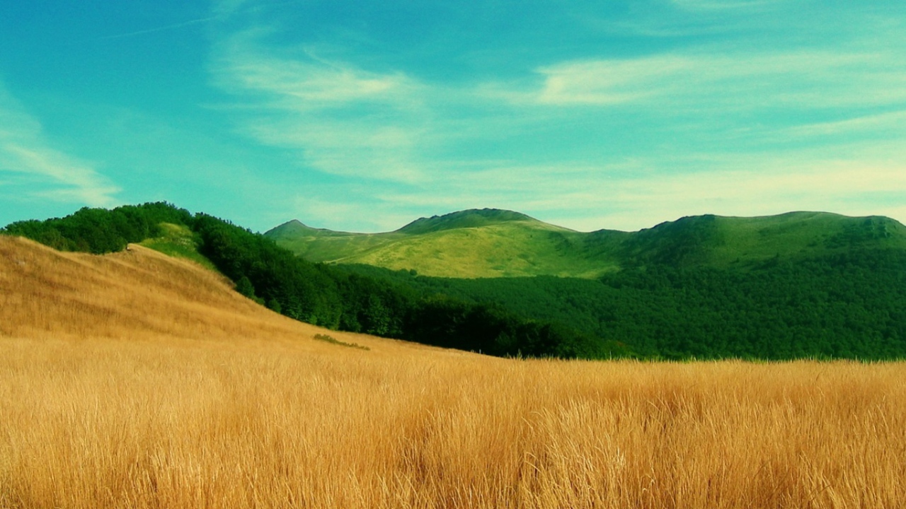 Трава по пояс