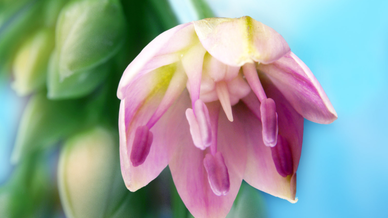 Искусство, Цветы