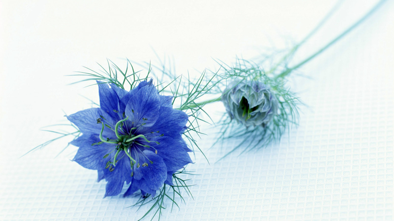 Синий цветок, Цветы